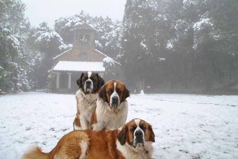 Husa Sant Bernat Montseny Dış mekan fotoğraf